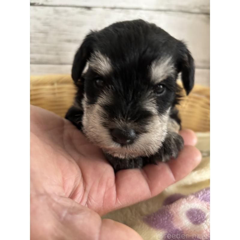 販売中の静岡県のミニチュアシュナウザー-444961