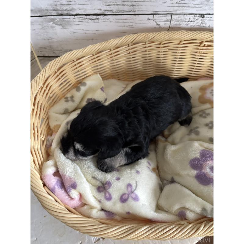 販売中の静岡県のミニチュアシュナウザー-444961の3枚目