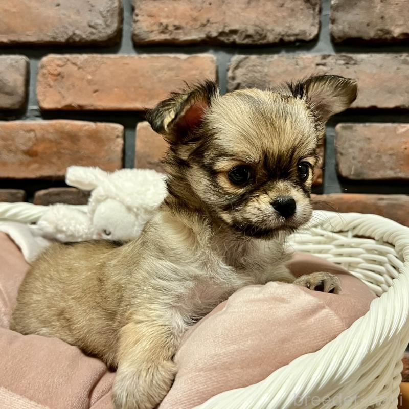 販売中の徳島県のチワワ(ロングコート)-444963