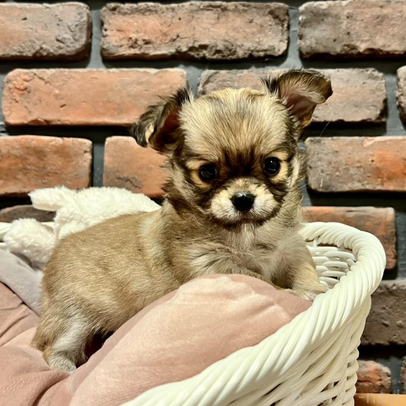 販売中の徳島県のチワワ(ロングコート)-444963の5枚目