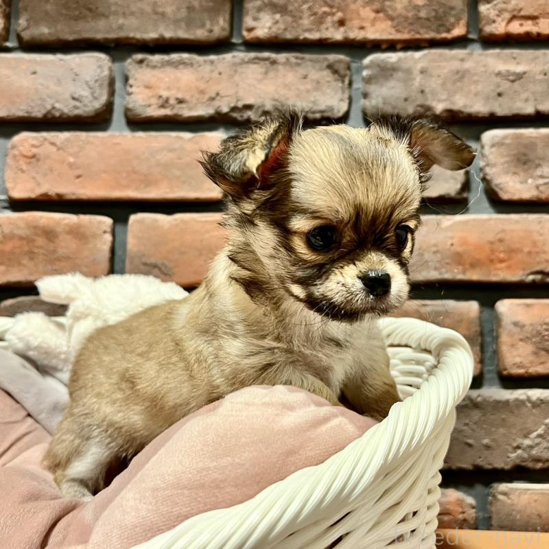 販売中の徳島県のチワワ(ロングコート)-444963の4枚目