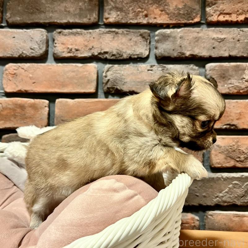 販売中の徳島県のチワワ(ロングコート)-444963の2枚目