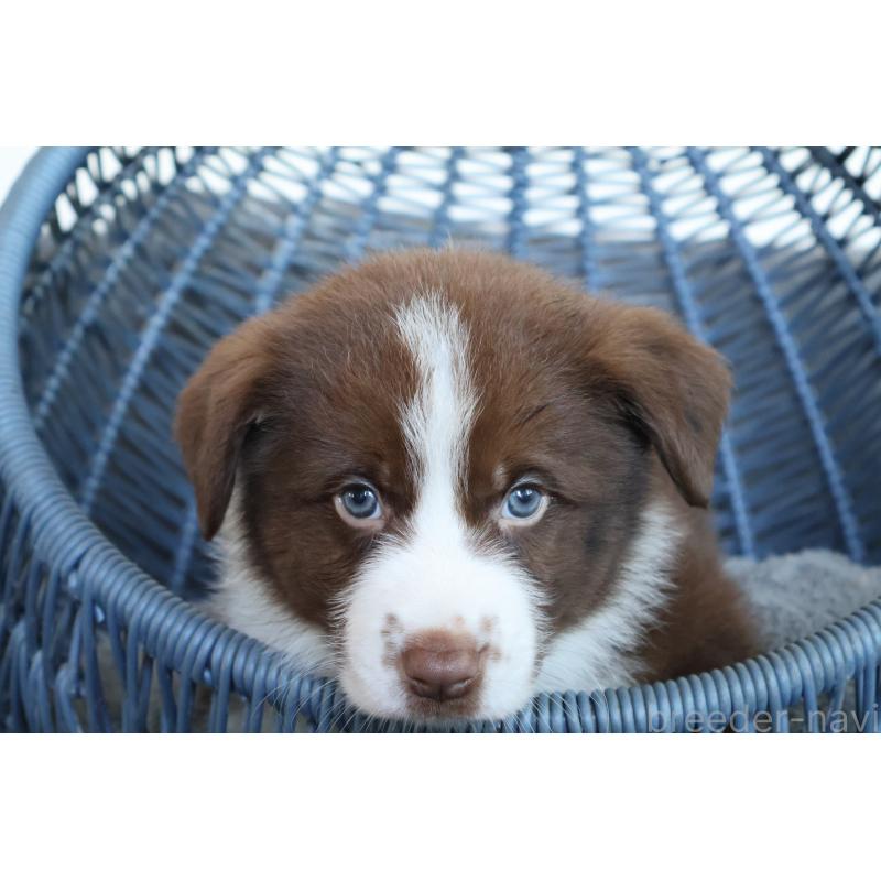 販売中の栃木県のボーダーコリー-444964の7枚目