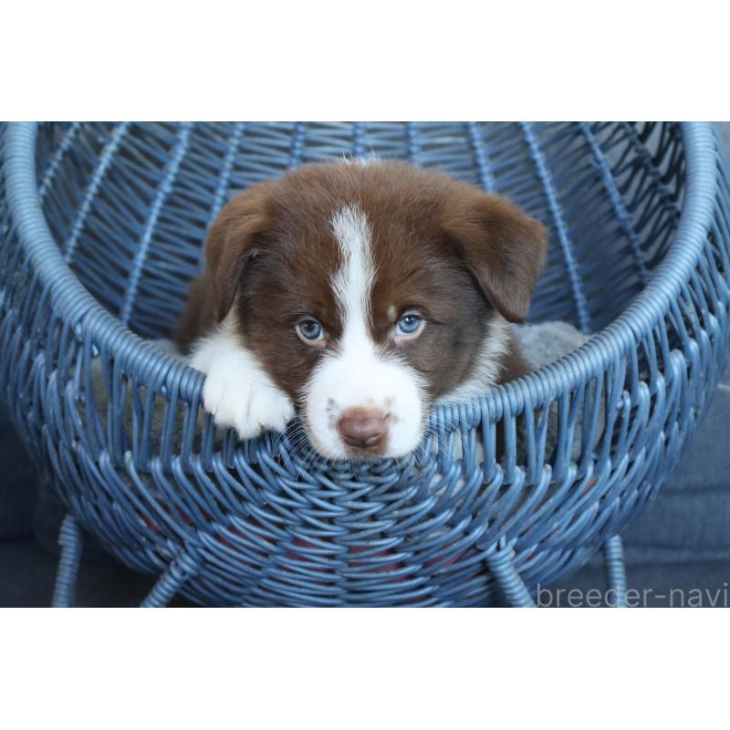 販売中の栃木県のボーダーコリー-444964の6枚目