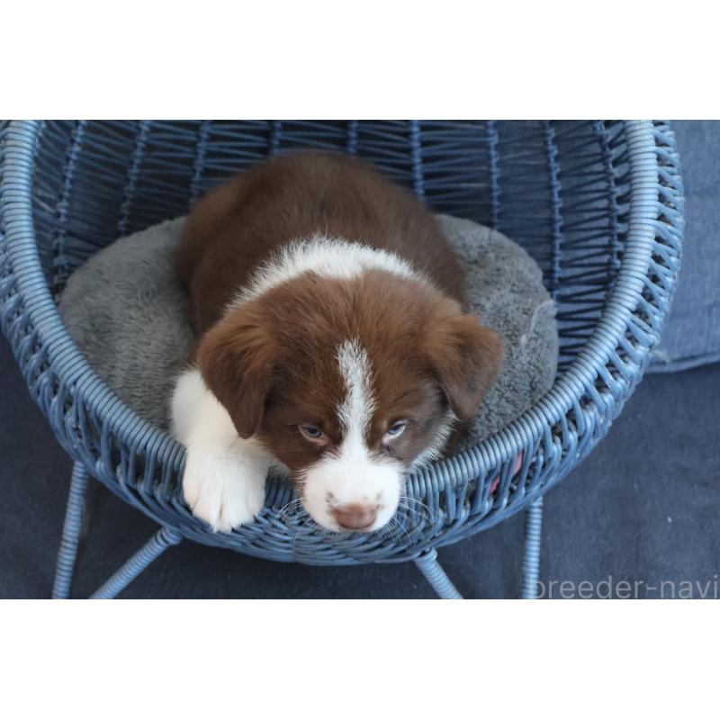 販売中の栃木県のボーダーコリー-444964の5枚目