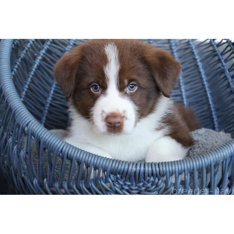 販売中の栃木県のボーダーコリー-444964の4枚目