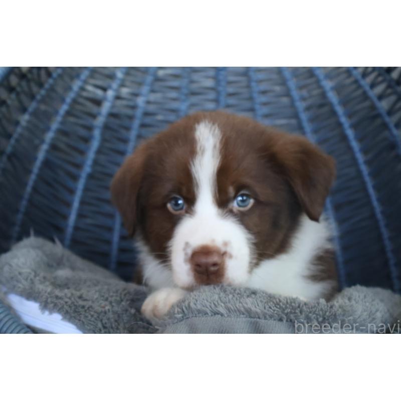 販売中の栃木県のボーダーコリー-444964の3枚目