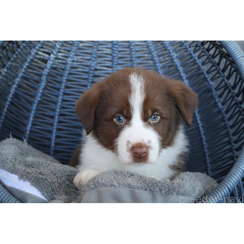 販売中の栃木県のボーダーコリー-444964の2枚目