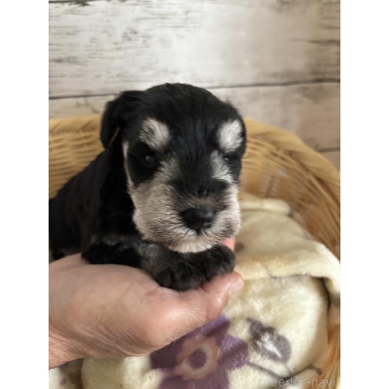 販売中の静岡県のミニチュアシュナウザー-444965の11枚目