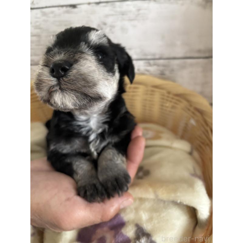 販売中の静岡県のミニチュアシュナウザー-444965の9枚目