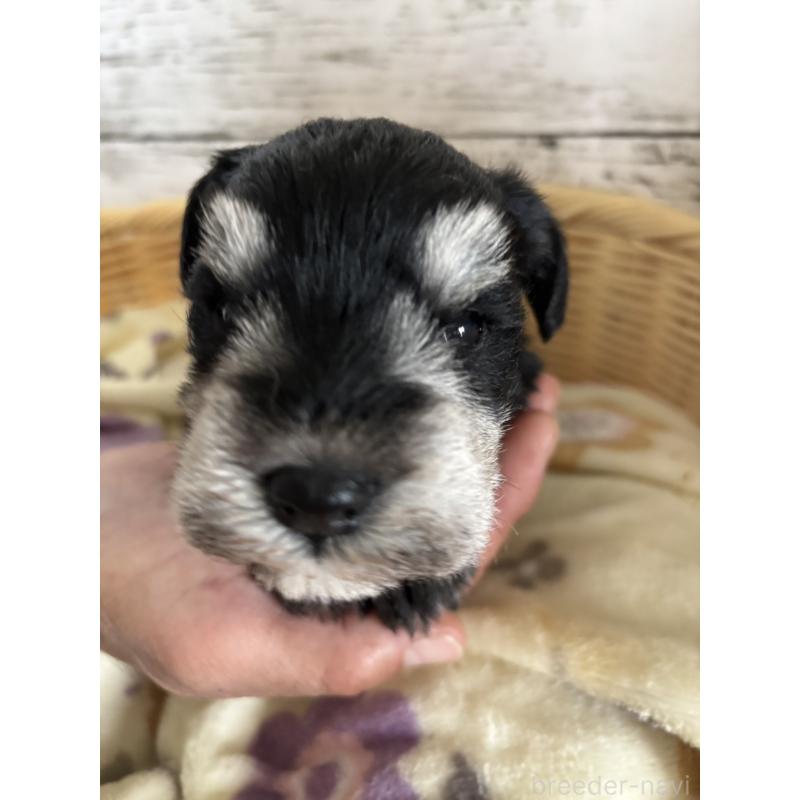 販売中の静岡県のミニチュアシュナウザー-444965の8枚目