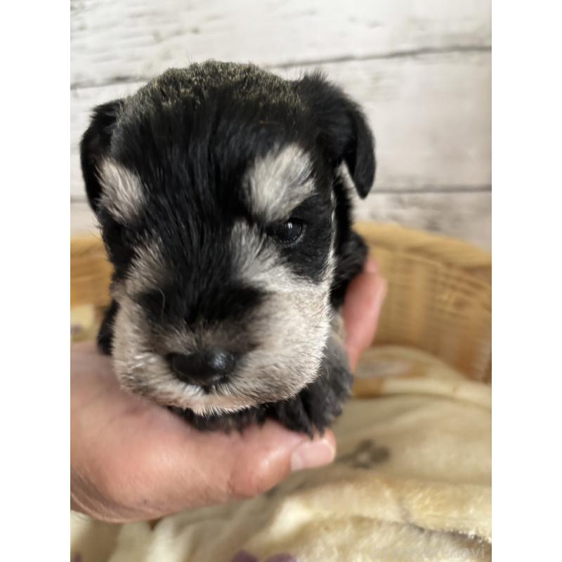 販売中の静岡県のミニチュアシュナウザー-444965の7枚目