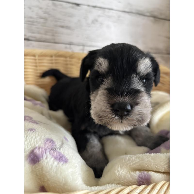 販売中の静岡県のミニチュアシュナウザー-444965の1枚目