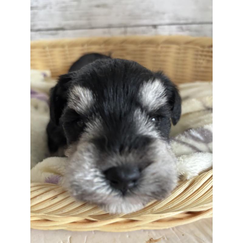 販売中の静岡県のミニチュアシュナウザー-444965の6枚目