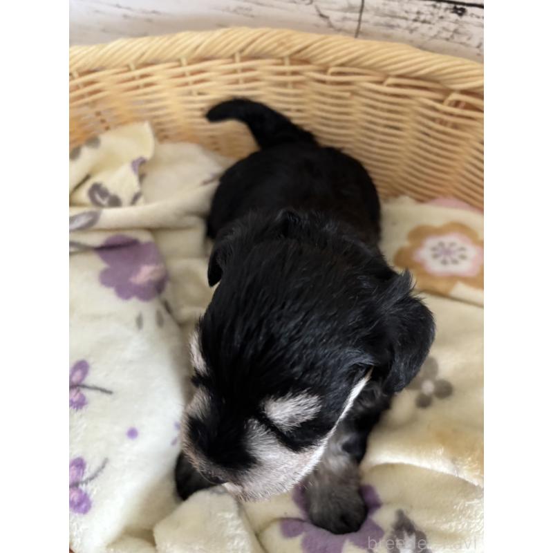 販売中の静岡県のミニチュアシュナウザー-444965の5枚目