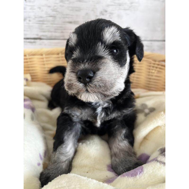 販売中の静岡県のミニチュアシュナウザー-444965の4枚目