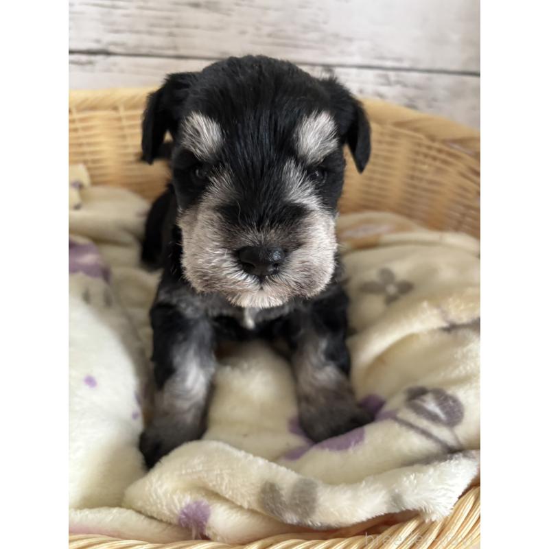 販売中の静岡県のミニチュアシュナウザー-444965の3枚目