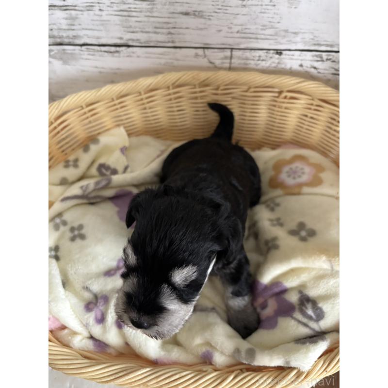 販売中の静岡県のミニチュアシュナウザー-444965の2枚目