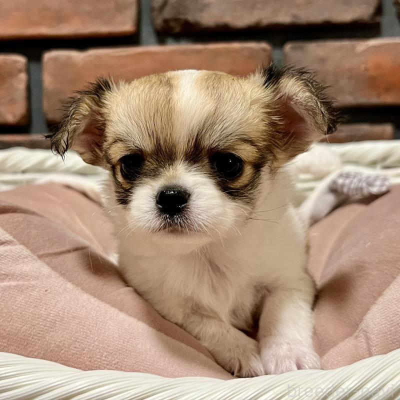 販売中の徳島県のチワワ(ロングコート)-444968