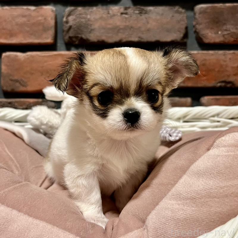 販売中の徳島県のチワワ(ロングコート)-444968の5枚目