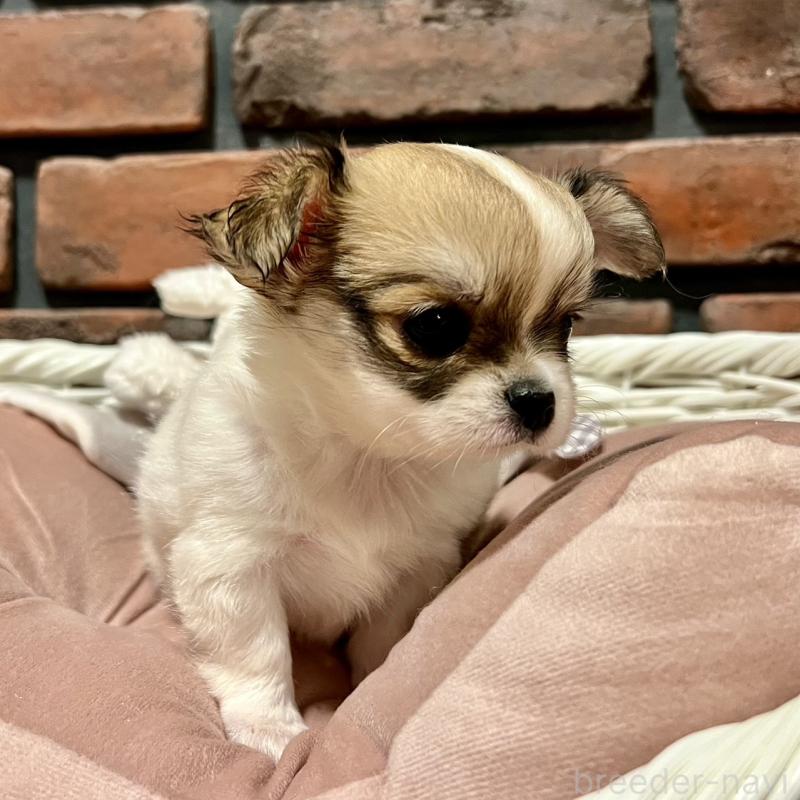 販売中の徳島県のチワワ(ロングコート)-444968の4枚目