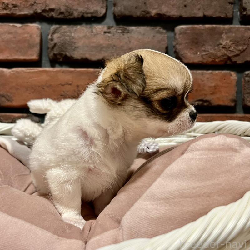 販売中の徳島県のチワワ(ロングコート)-444968の2枚目