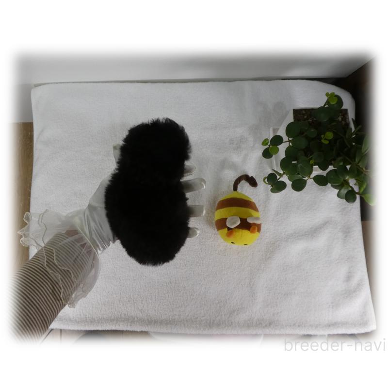 販売中の埼玉県のティーカッププードル-444966の10枚目