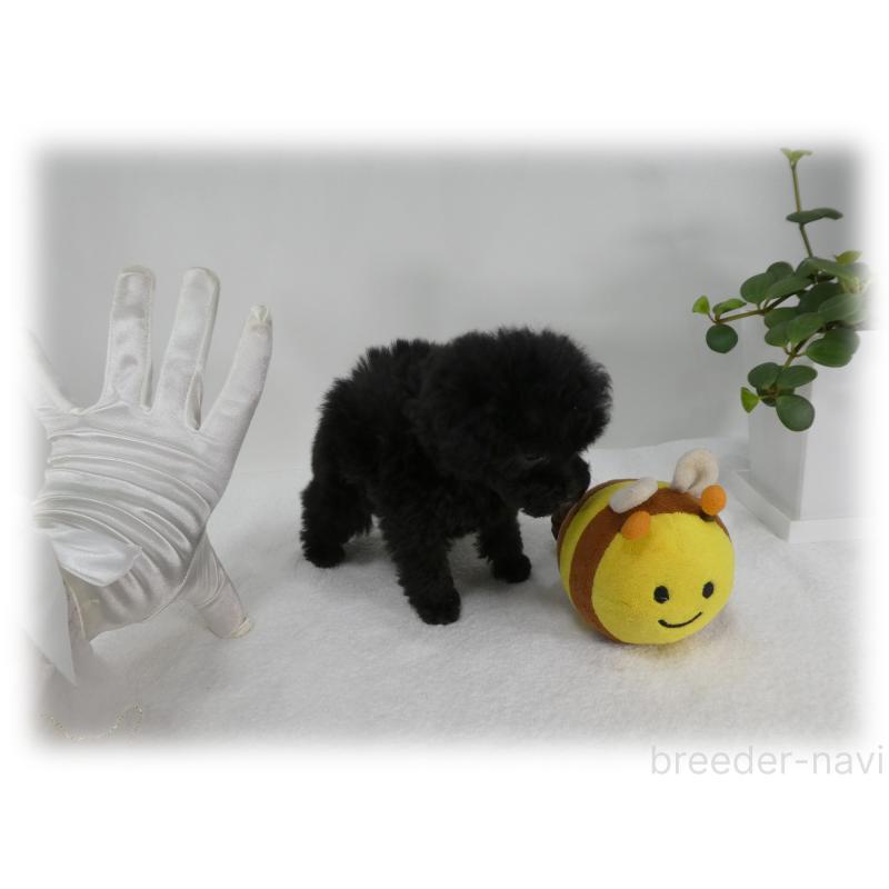 販売中の埼玉県のティーカッププードル-444966の8枚目