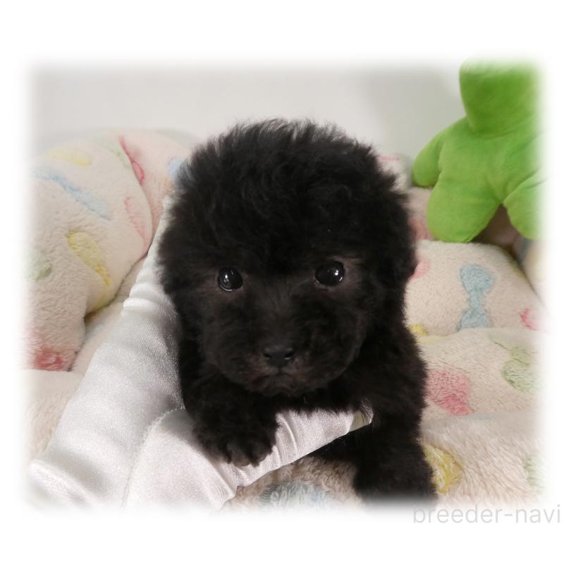 販売中の埼玉県のティーカッププードル-444966の6枚目