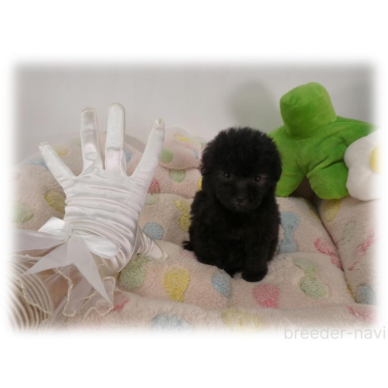 販売中の埼玉県のティーカッププードル-444966の5枚目