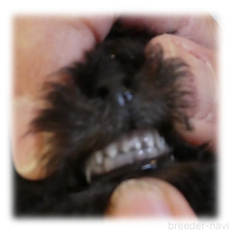 販売中の埼玉県のティーカッププードル-444966の3枚目