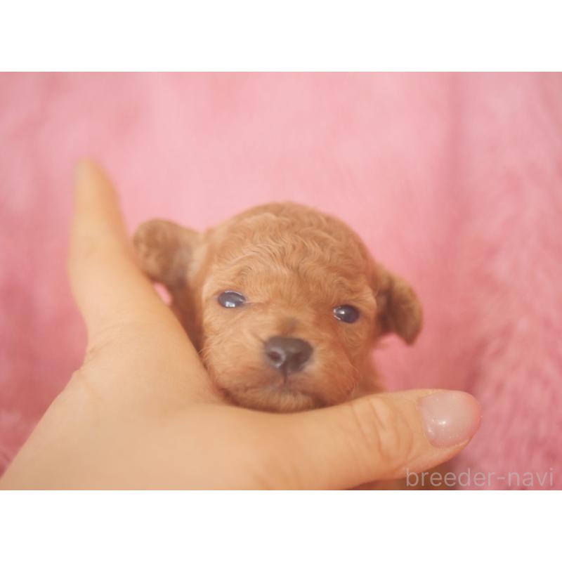 販売中の香川県のトイプードル-444967の4枚目