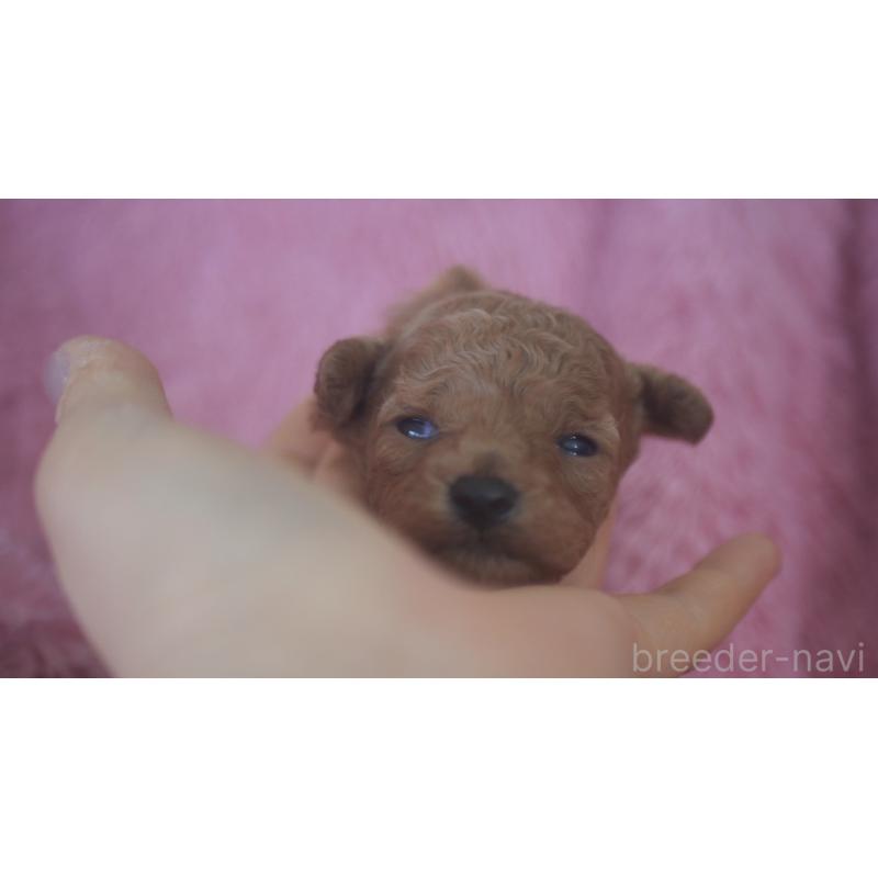 販売中の香川県のトイプードル-444967の5枚目