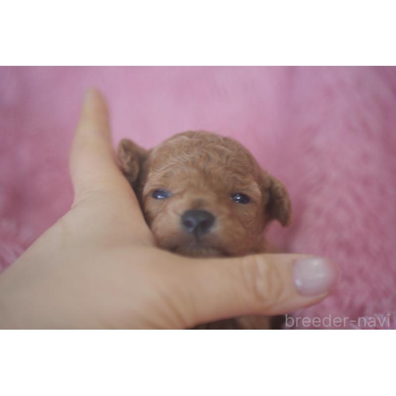 販売中の香川県のトイプードル-444967の2枚目