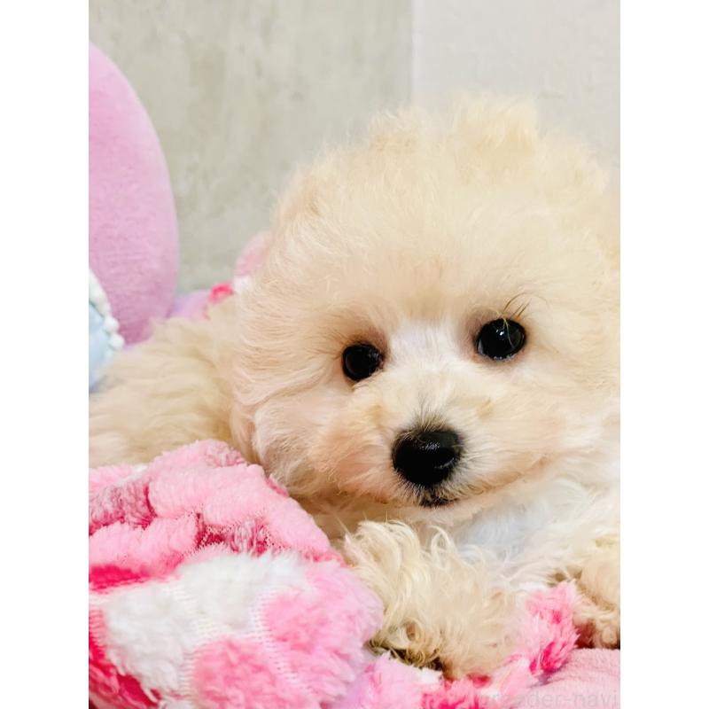 販売中の宮城県のチワプー:チワワ×トイプードル-435808