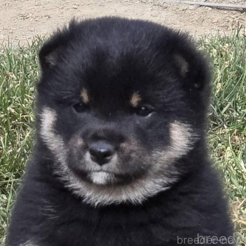 販売中の静岡県の豆柴-444970の6枚目