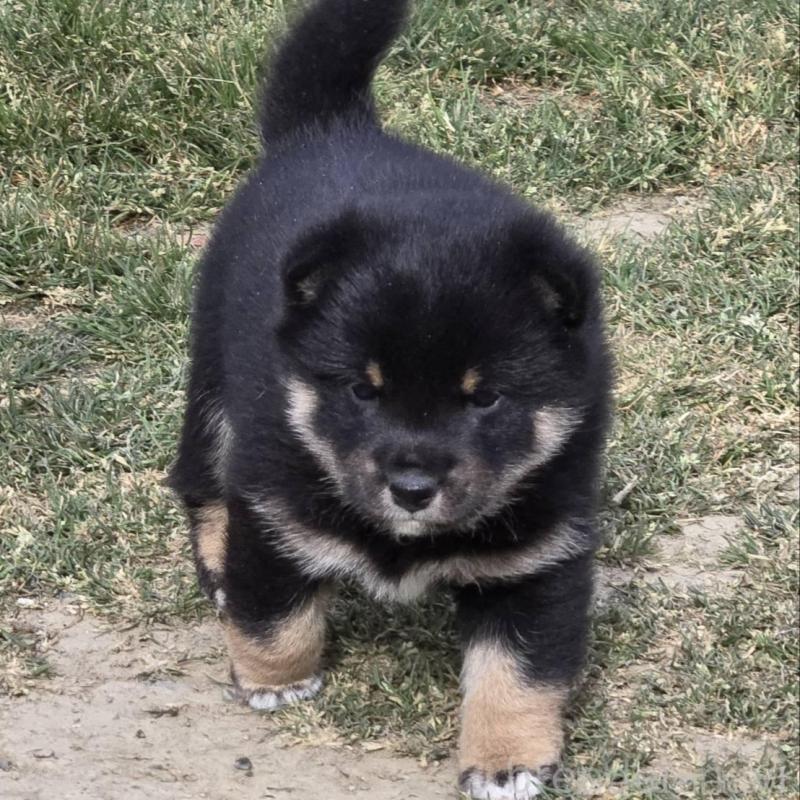 販売中の静岡県の豆柴-444970の5枚目