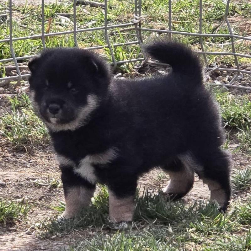 販売中の静岡県の豆柴-444970の4枚目