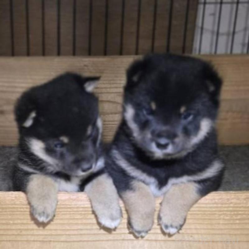 販売中の静岡県の豆柴-444970の3枚目