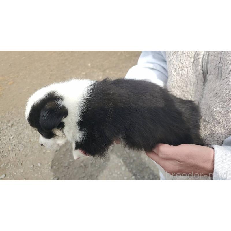 販売中の栃木県のウェルシュコーギーペンブローク-444975の4枚目