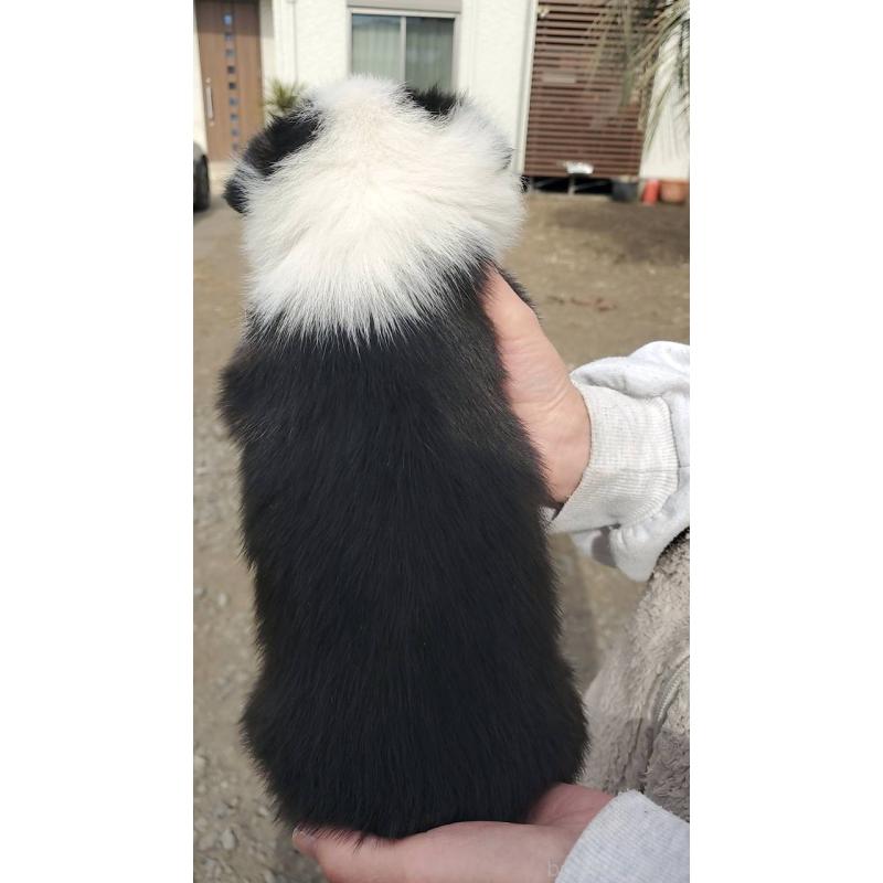 販売中の栃木県のウェルシュコーギーペンブローク-444975の3枚目