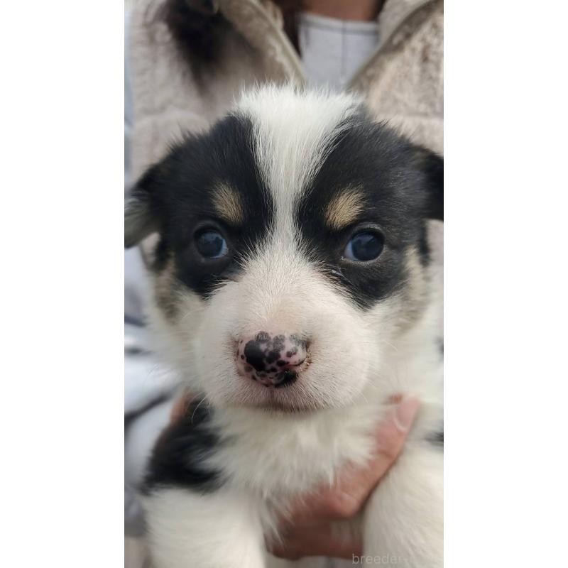 販売中の栃木県のウェルシュコーギーペンブローク-444975の2枚目