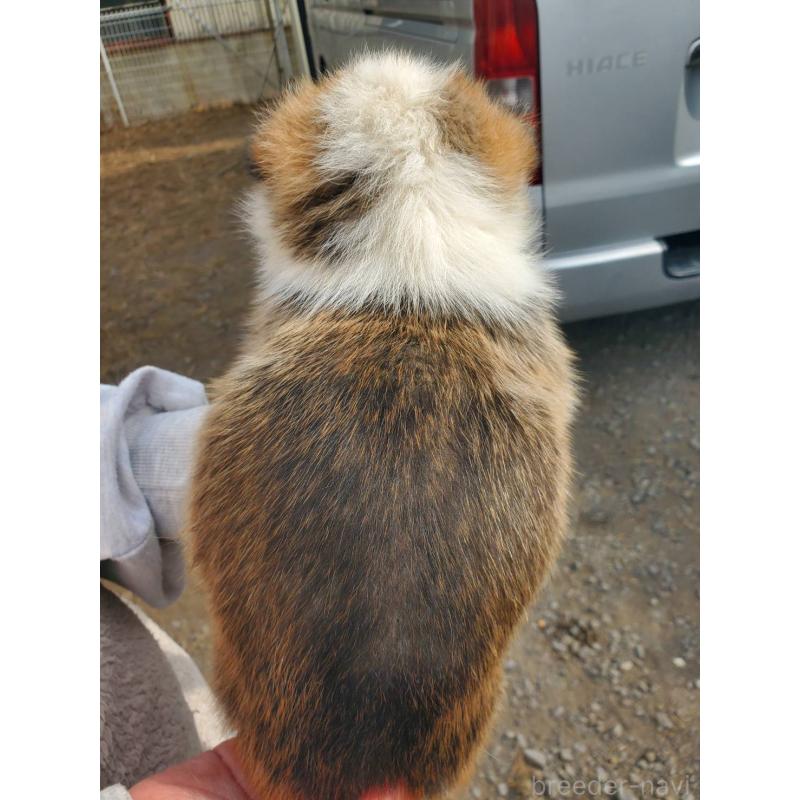 販売中の栃木県のウェルシュコーギーペンブローク-444976の5枚目