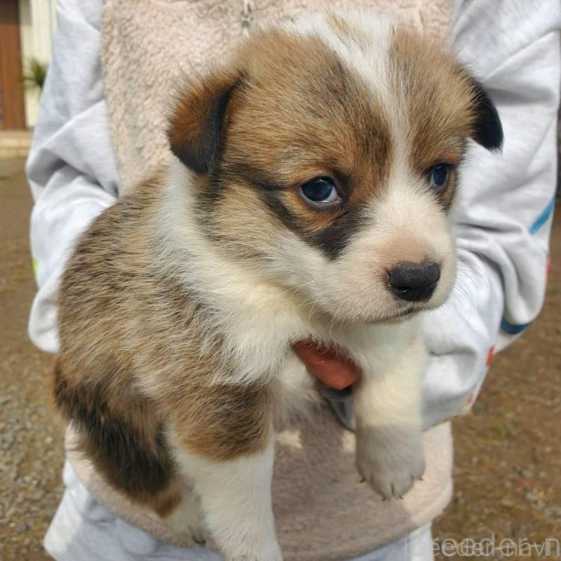 販売中の栃木県のウェルシュコーギーペンブローク-444976の4枚目