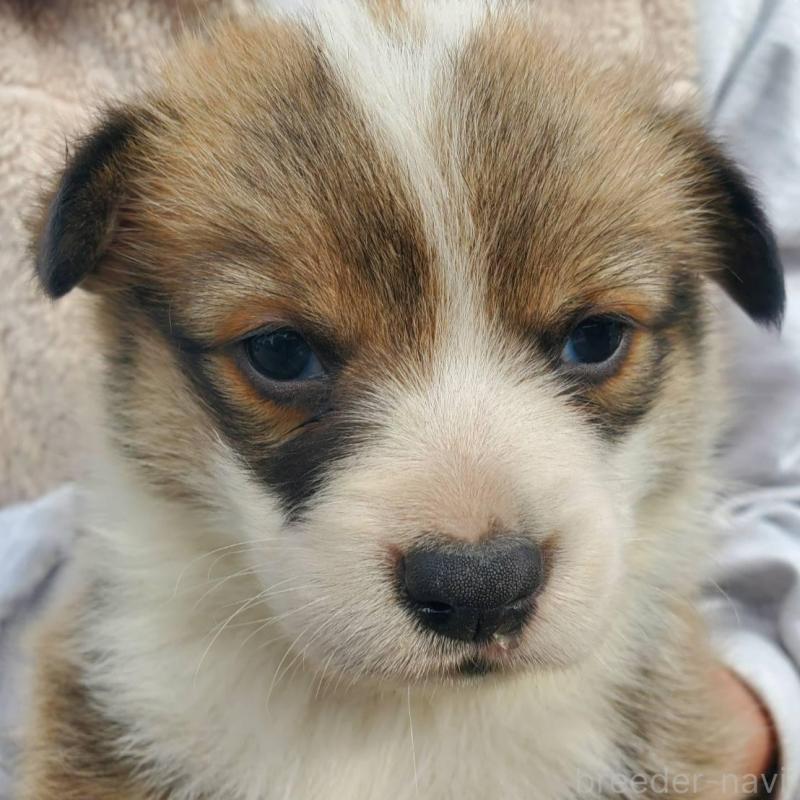 販売中の栃木県のウェルシュコーギーペンブローク-444976