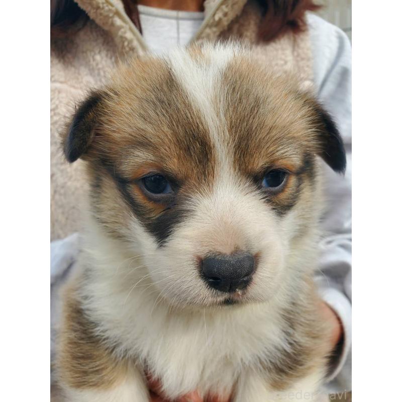 販売中の栃木県のウェルシュコーギーペンブローク-444976の3枚目