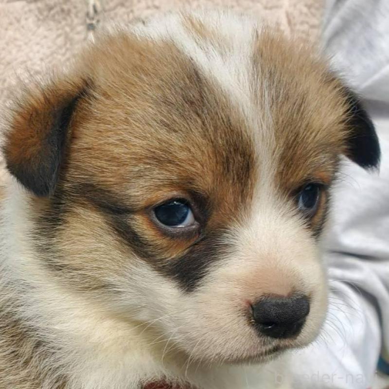 販売中の栃木県のウェルシュコーギーペンブローク-444976の2枚目