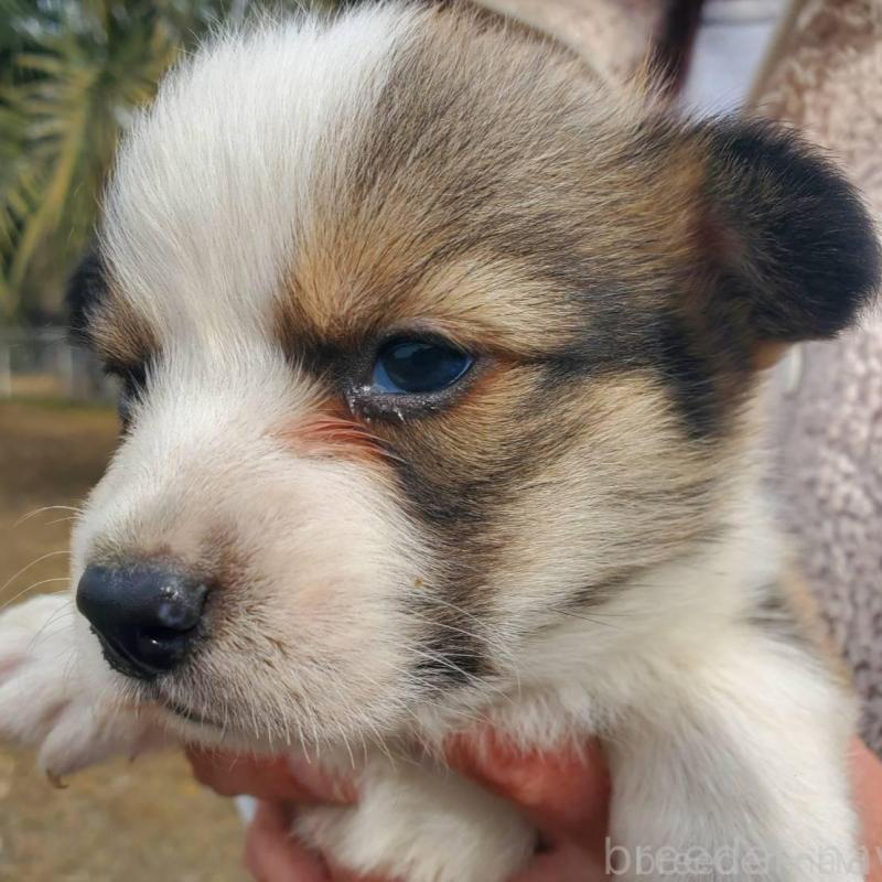 販売中の栃木県のウェルシュコーギーペンブローク-444977