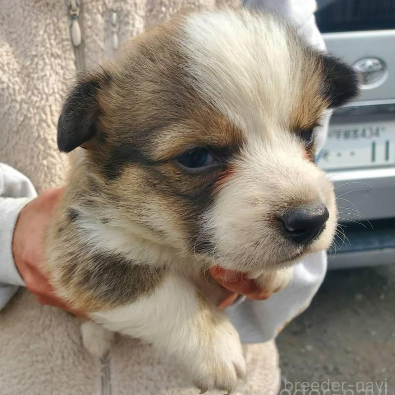 販売中の栃木県のウェルシュコーギーペンブローク-444977の2枚目