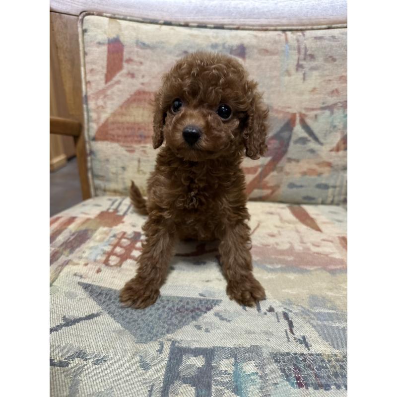 販売中の埼玉県のティーカッププードル-444979の6枚目